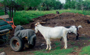 Сельские районы не готовы к техрегламенту ТС по мясу — фермер