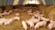 Свиной сектор становится конкурентоспособным и привлекательным для инвесторов