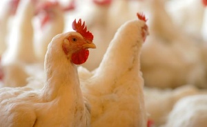 В Вольске могут построить птицеводческий мегакомплекс