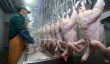 За семь месяцев Россия увеличила импорт мяса бройлеров из США на 2%