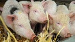 Хабаровчане планируют разводить свиней по-липецки