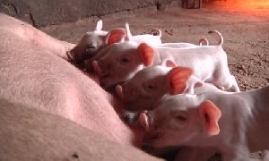 Угроза ачс в Пензе миновала Угроза ачс в Пензе миновала