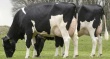 АгроХолдинг "Кубань" вложит 14 млн рублей в селекцию коров голштинской породы