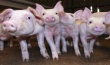 Свиноводы «Агро-Белогорья» завершили первое полугодие с 15-процентным ростом
