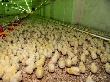 В Новгородской области произойдут сокращения на трёх птицефабриках