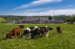 Областные гранты получат начинающие фермеры на Сахалине на развитие животноводства