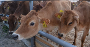 Фермер из Томской области будет разводить коров джерсейской породы