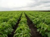 В Челябинской области впервые в истории региона начнут выращивать сою