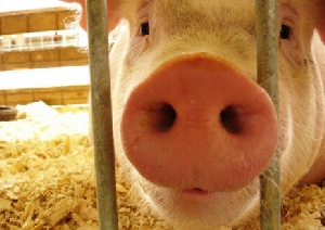Карантин введен в восьми районах Псковской области из-за африканской чумы свиней