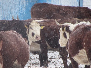 Почти 300 животных заражены бруцеллезом в Самарской области.