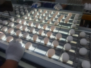 Улан-Удэнская птицефабрика намерена обеспечить яйцами Монголию