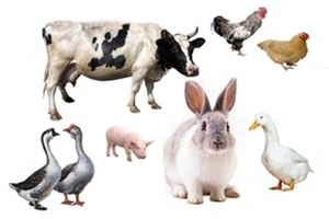 В Минсельхозпроде Татарстана прошла встреча с делегацией Фонда нидерландско-российского животноводства