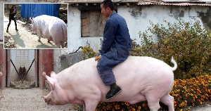 Китайские фермеры научились выращивать гигантских свиней