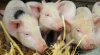 Хабаровчане планируют разводить свиней по-липецки