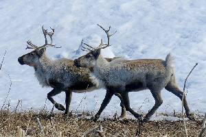 Завод по переработке мяса северного оленя построят на Таймыре