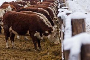 ИМИТ:  импорт говядины продолжает расти 