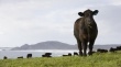 Австралия наращивает экспорт говядины, но радости от этого мало