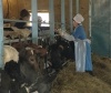 Ветслужбы Калининградской области проверят более 60 тысяч коров на наличие опасных инфекций
