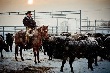 Потомственный ковбой из Оклахомы Энтони Стидхэм поможет Путину бороться с импортом говядины из США