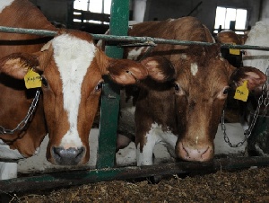 В Белгородской области запустят животноводческие проекты более чем на 30 млрд рублей