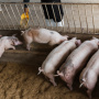 Китайский свиноводческий гигант Zhengbang столкнулся с нехваткой кормов