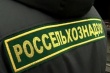 Более 82 тонн куриных окороков проверены на границе 