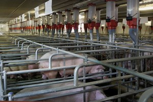 Новый свинокомплекс позволит увеличить поставки мяса на рынок Приморья до 300 тонн в месяц