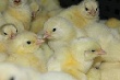 В Чеченской Республике открылась еще одна птицефабрика