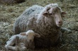 В Волотовском районе Новгородской области развивается овцеводство