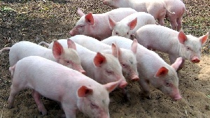 Свыше 3,6 тыс. свиней уничтожено в Калужской области из-за АЧС
