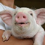 В Базарном Карабулаке может появиться 100 тыс. свиней