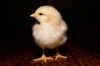 Удмуртская компания думает о покупке птицефабрики «Платошинская»