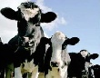 Подведены итоги работы отрасли животноводства за 2011 год