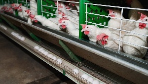 РФ обезопасила себя от мяса птицы из США в случае отмены продэмбарго