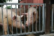 Российский союз свиноводов требует повысить квоты на импорт живых свиней