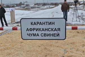 В Константиновском районе Ростовской области ввели карантин по АЧС В Константиновском районе Ростовской области ввели карантин по АЧС