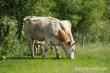 Мясо-молочные инициативы: что ждет аграриев Украины?