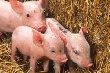 В Оренбургскую область завезли племенных свиней из Дании