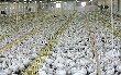 Инвесторы почуяли «Русь». Государственный птицезавод может достаться московскому агрохолдингу Инвесторы почуяли «Русь». Государственный птицезавод может достаться московскому агрохолдингу