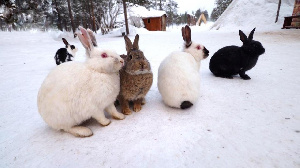 Казахстанцы стали больше есть кроликов