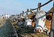 В Пензенской области производство мяса выросло на 3,6%, молока – на 2,4%.