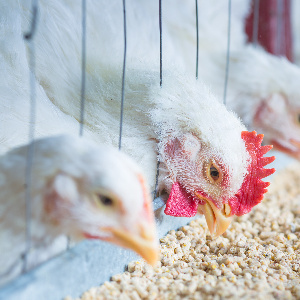 Птицефабрика «Рефтинская» погасила долги перед ОАО «Свердловский комбинат хлебопродуктов».