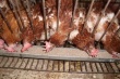 Индийские птицеводы требуют увеличения импорта дешевой сои