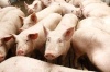 В Челябинск закупили канадских свиней на 250 миллионов рублей