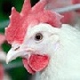 Инжавинская птицефабрика выпустила 100-тысячную тонну мяса птицы Инжавинская птицефабрика выпустила 100-тысячную тонну мяса птицы