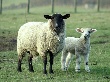В Ярославской области выведут овец новой породы