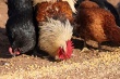 Проблемы использования антибиотиков в комбикормах были обсуждены на первом саммите Европы по птицеводству