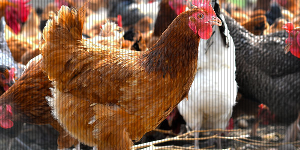 Казахстан: Усть-Каменогорская птицефабрика увеличила прибыль на 51%