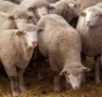 В Хакасии на развитие семейных животноводческих ферм выделено 25 млн рублей