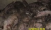 Воронежские власти выплатят 60 млн за сожженных из-за чумы свиней